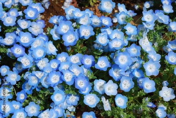 Fototapeta 青いすみれ