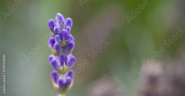 Fototapeta Closeup of a beautiful lavender, lavandula augustifolia captured against a blurred background