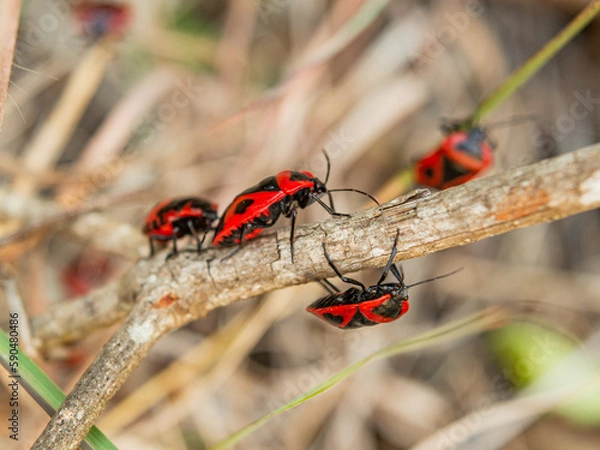 Obraz Black and red bugs on dried grass