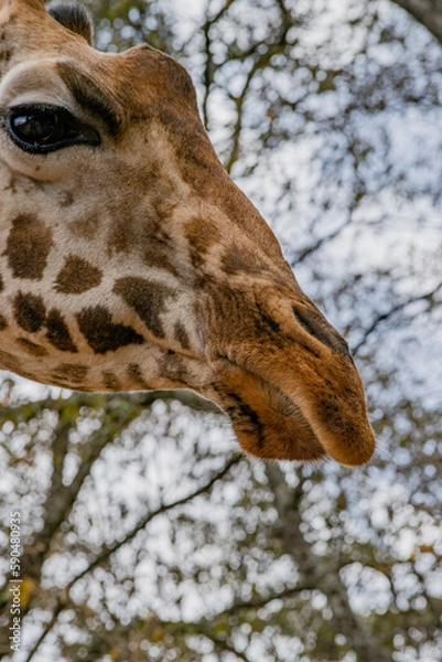 Obraz Kenyan giraffe close up pictures