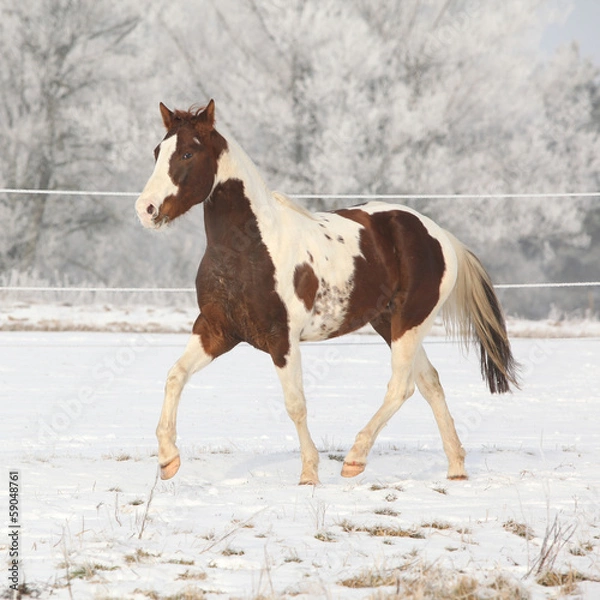 Fototapeta Gorgeous paint horse stallion running on winter pasturage
