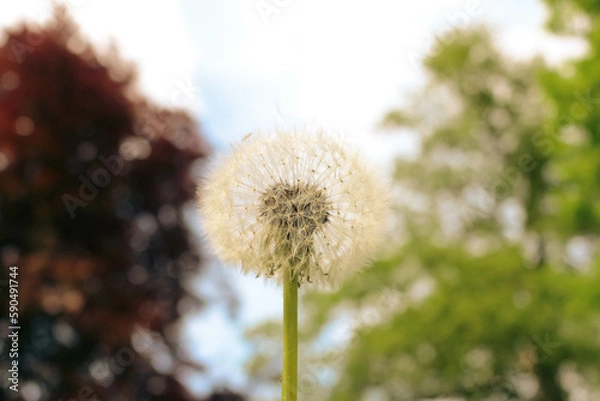 Obraz natural forest river view in summer