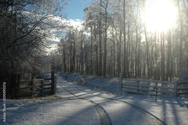 Obraz Snowy Birch woods and road, Scotland