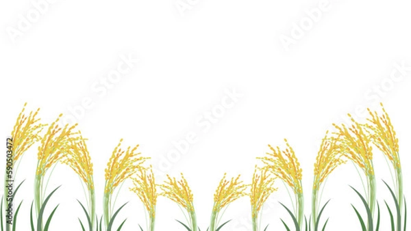 Fototapeta 稲穂が並ぶ背景イラスト