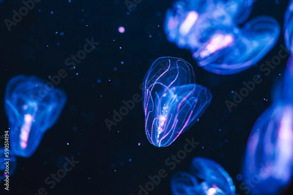 Fototapeta 蒼く輝くクラゲ