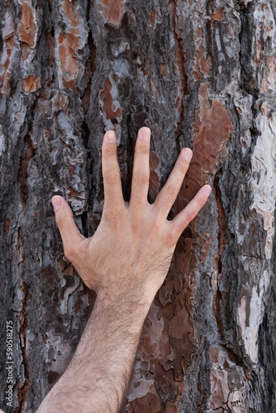 Fototapeta human hand touching tree in forest, love nature concept