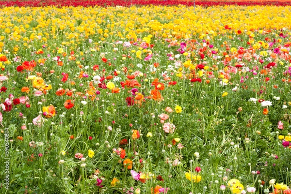 Fototapeta Persian buttercups, field of ranunculus