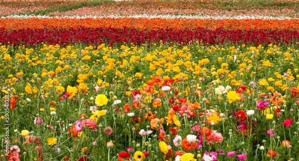 Fototapeta field of colorful buttercups