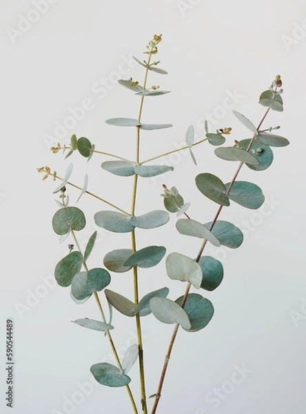 Obraz Eucalyptus