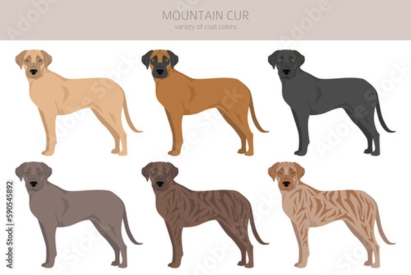 Fototapeta Mountain Cur clipart. Different poses, coat colors set
