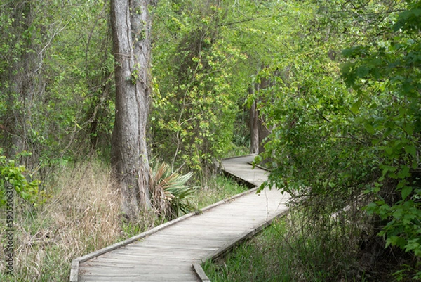 Fototapeta path in the forest