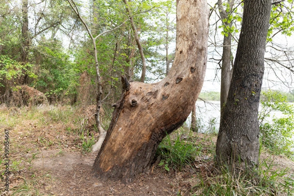 Fototapeta tree in the forest
