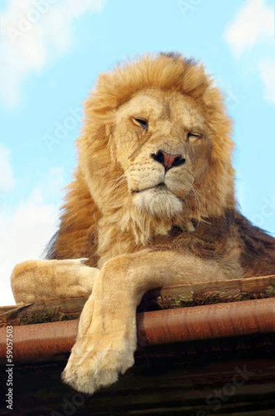 Obraz Male Lion