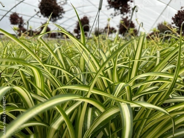 Obraz grass in the garden