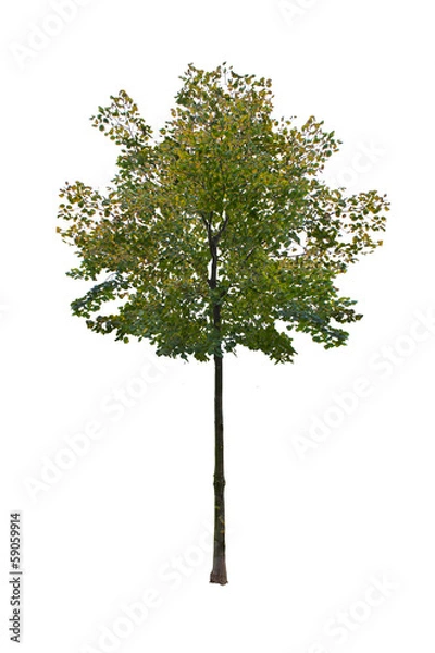 Obraz Small summer tree, isloated.