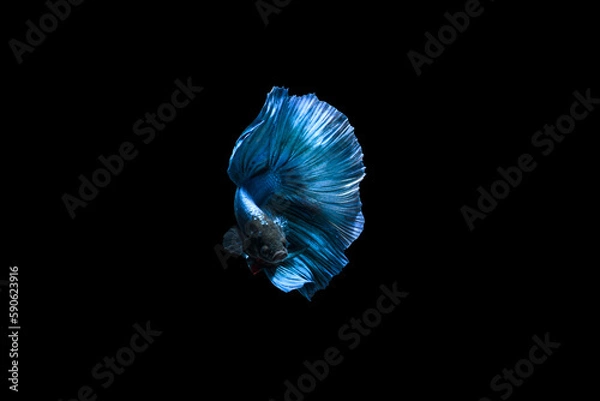 Fototapeta Betta fish, Siamese fighting fish, betta halfmoon, Betta splendens, blue halfmoon betta isolated on black background