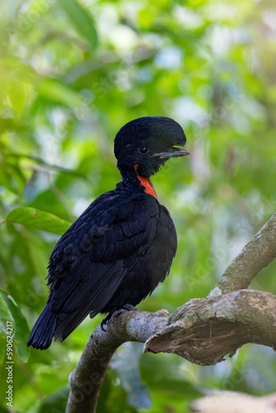 Obraz Bare-necked Umbrellabird perching on branch