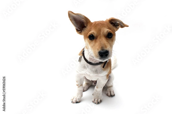 Fototapeta Jack Russell Terrier Welpe