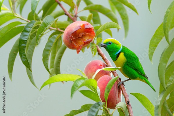 Obraz Golden-browed Chlorophonia