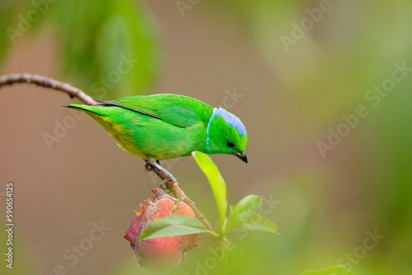 Obraz Golden-browed Chlorophonia
