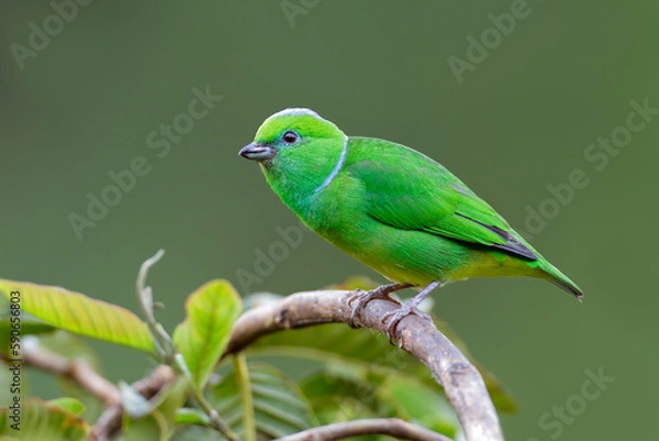 Obraz Golden-browed Chlorophonia