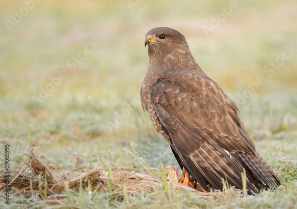 Obraz Common buzzards