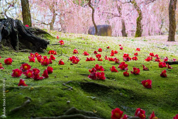 Obraz 京都　城南宮の落ち椿と枝垂れ梅