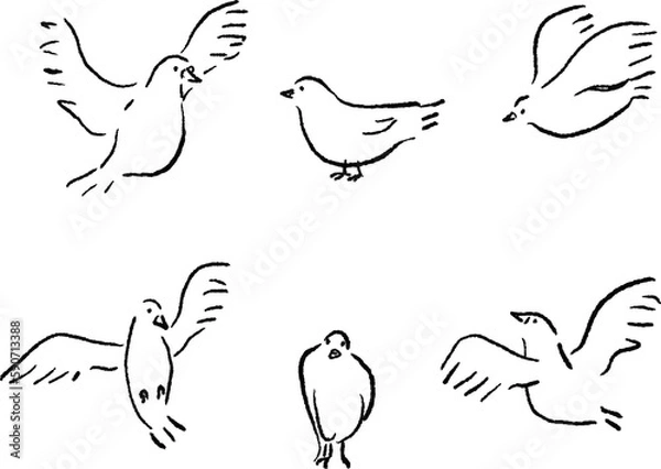 Obraz 鳥の線画ベクターイラスト