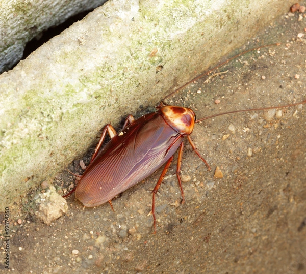 Obraz Cockroach
