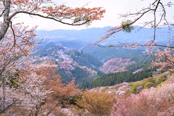 Obraz 吉野山の桜