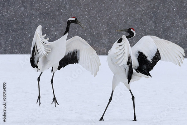 Obraz 雪の中踊るタンチョウのつがい