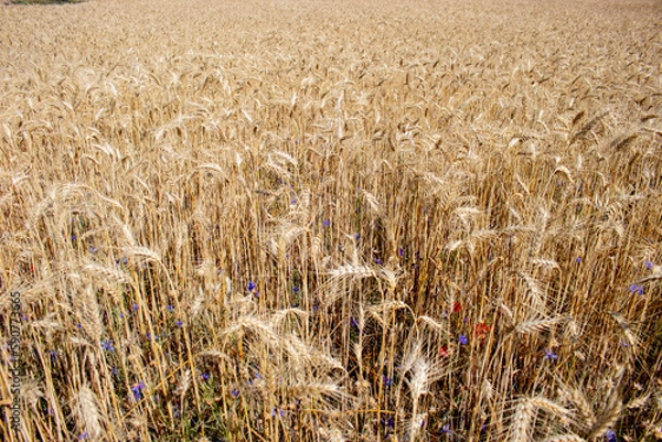 Fototapeta Panoramic view of a wheat field on a sunny day, rural background with copy space. Hay growing on field with wild flowers. Summer still life on a countryside field 