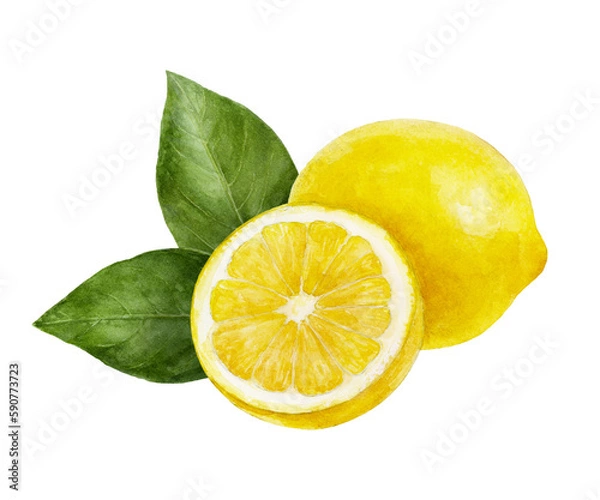 Fototapeta Watercolor painting of lemon isolated on white background, closeup, botanical illustration.
