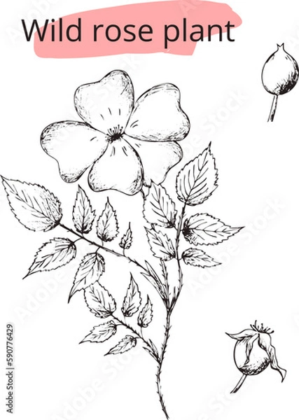 Fototapeta Hand drawn digital image of wild rose flower. Eps vertical vintage pattern. Line sketch silhouette of plant on transparent background.