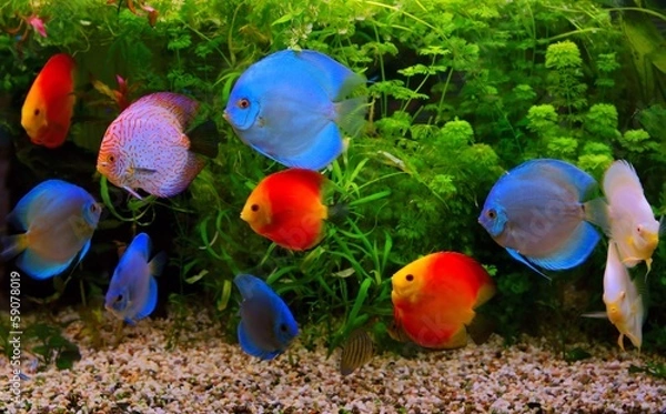 Fototapeta Discus (Symphysodon), multi-colored cichlids in the aquarium