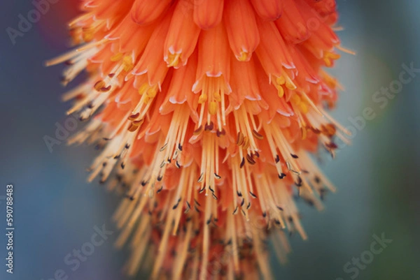 Obraz orange flower closeup