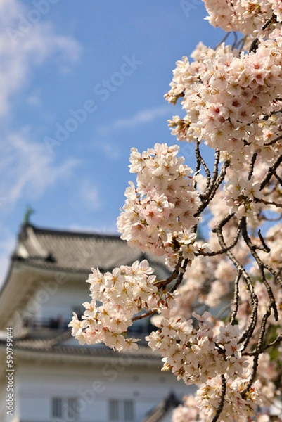 Obraz 小田原城の桜 ( 神奈川県 小田原市 )