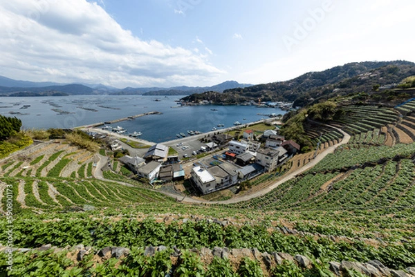 Obraz 遊子水荷浦の段畑（愛媛県宇和島市）