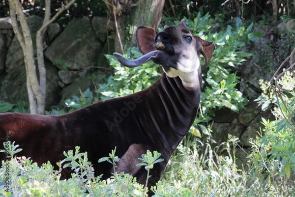 Fototapeta オカピ