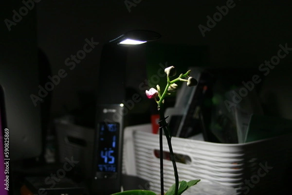 Fototapeta little flower in dark night