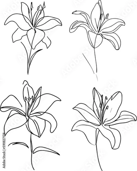 Obraz lily flower one line drawing