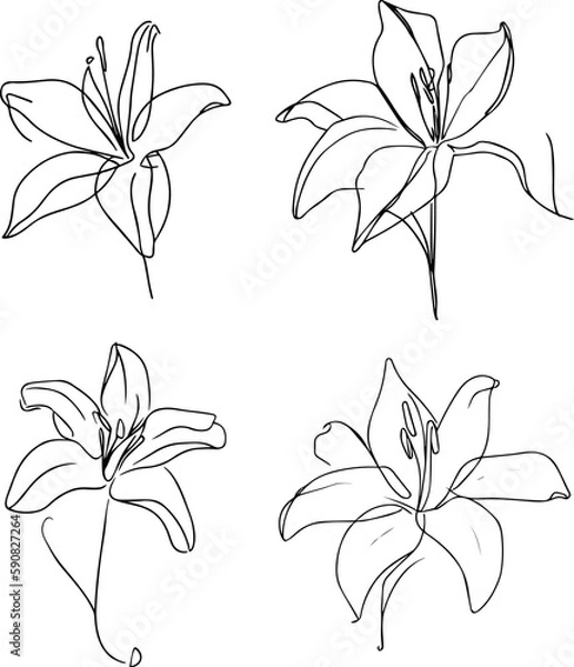 Obraz lily flower one line drawing