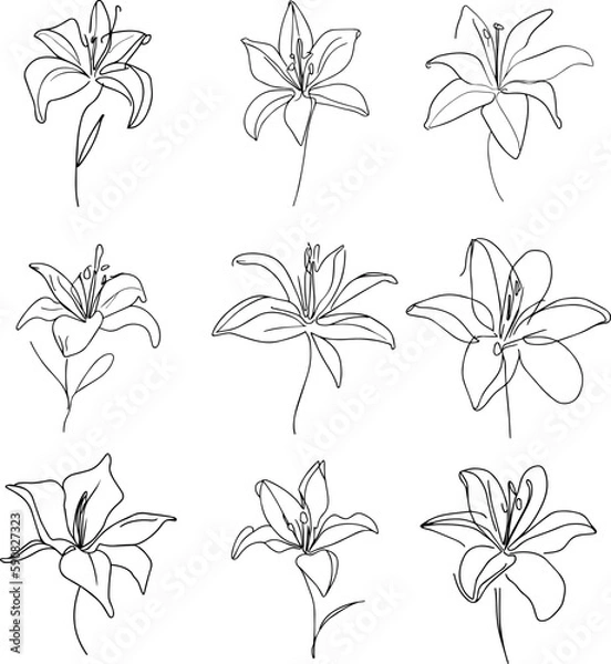 Obraz lily flower one line drawing