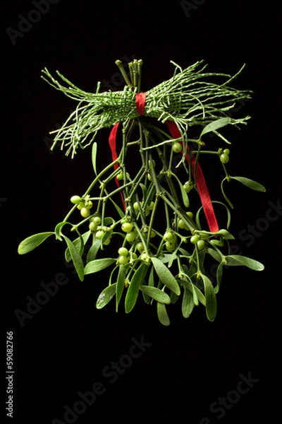 Obraz Mistletoe. Viscum album