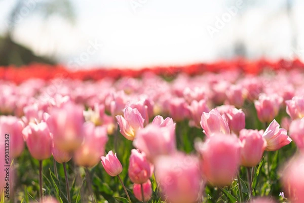 Obraz pink tulips in the garden