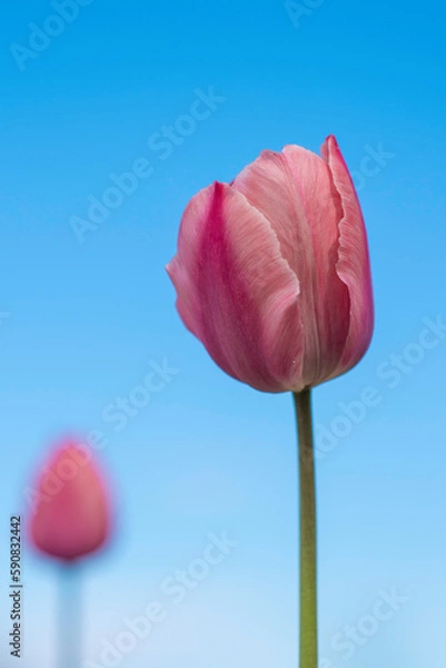 Obraz tulip on blue background