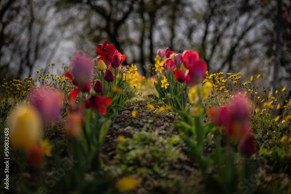Obraz flowers in the garden