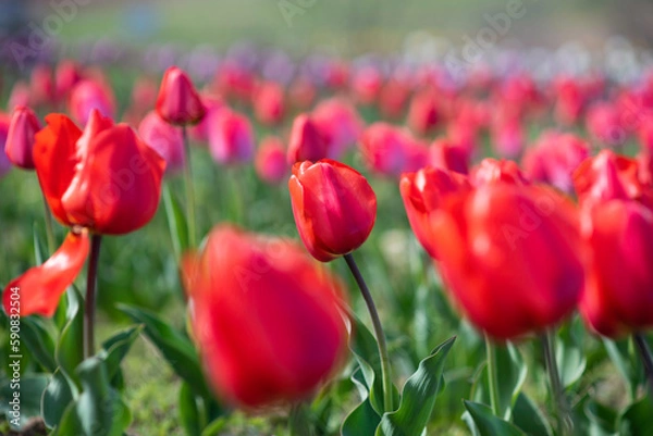 Obraz field of tulips