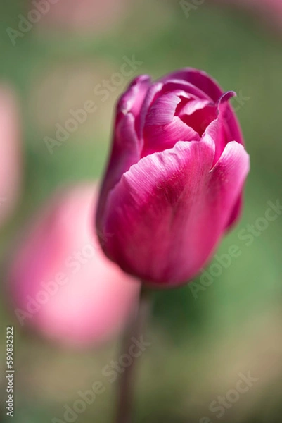 Obraz pink tulip flower