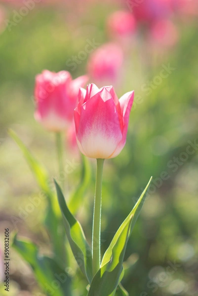 Obraz pink tulips in the garden